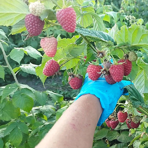 Малина ремонтантная ранняя