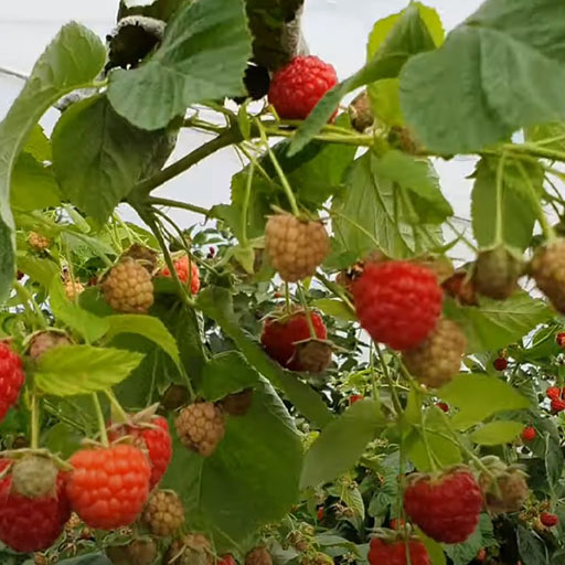 Квелли