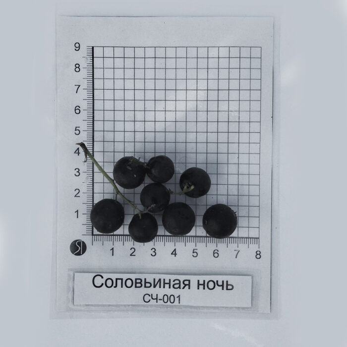 Соловьиная ночь