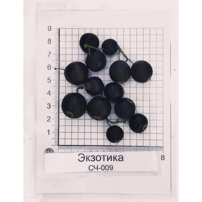 черная смородина Экзотика