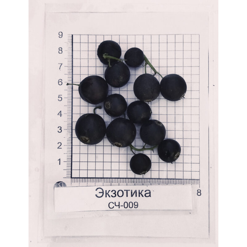 черная смородина Экзотика