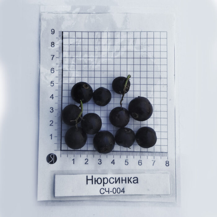 Нюрсинка