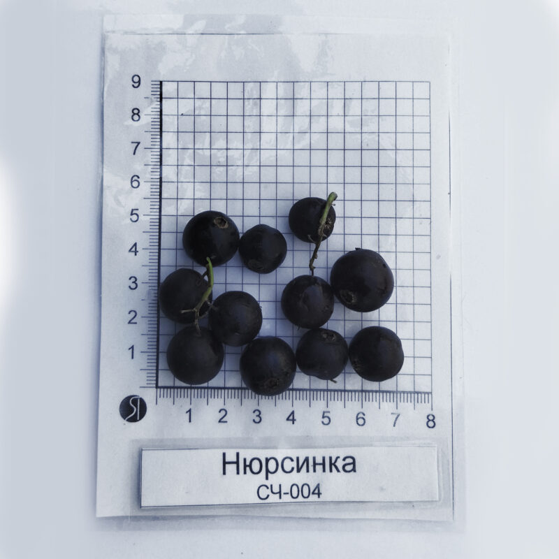 Нюрсинка