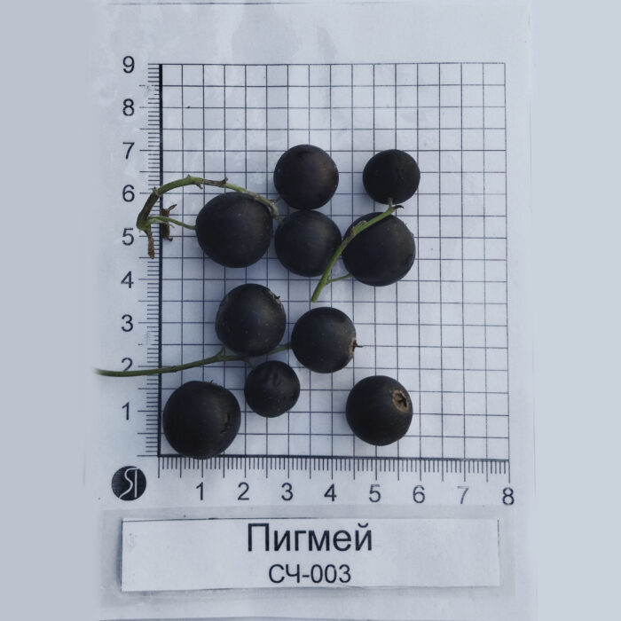 Пигмей