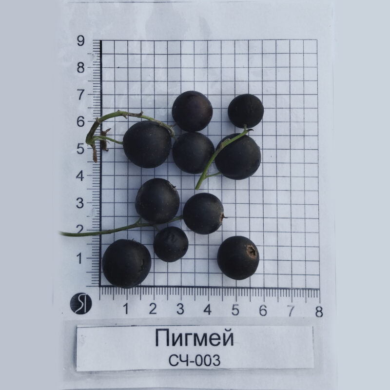 Пигмей