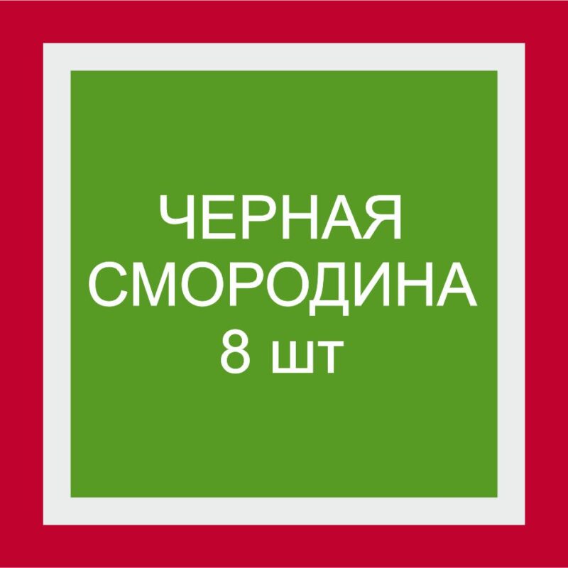 Набор из саженцев черной смородины 8 шт
